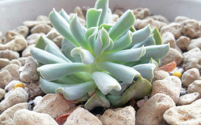 特玉蓮怎么養？特玉蓮雜交有什么？【圖】