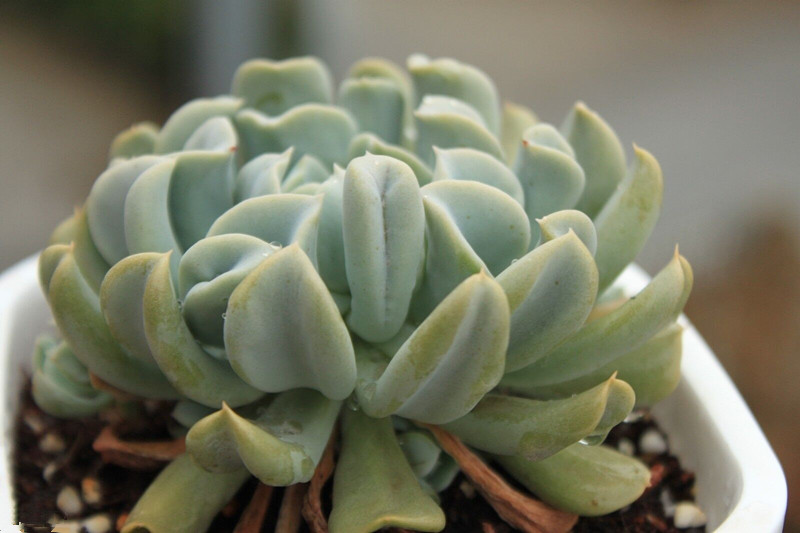 特玉蓮怎么養？特玉蓮雜交有什么？【圖】