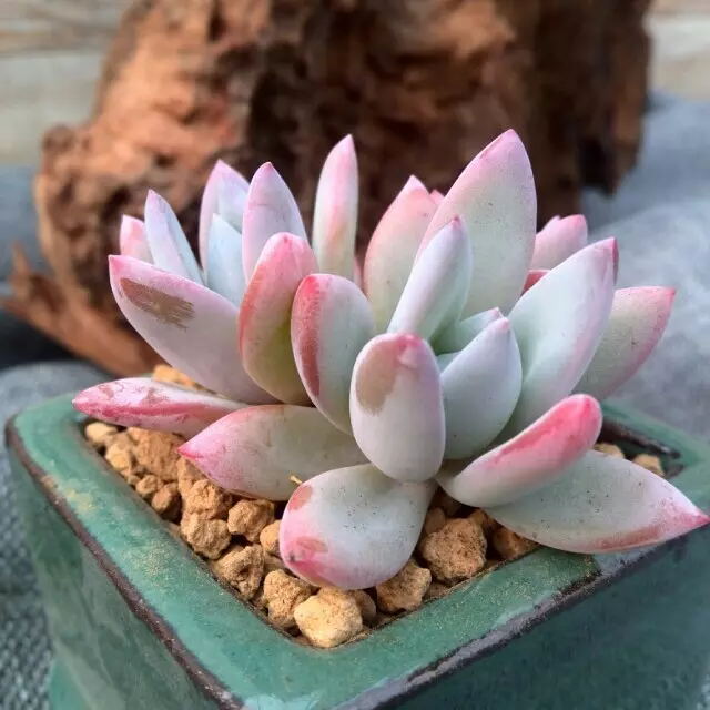 霜之朝怎么養？霜之朝多肉？【圖】