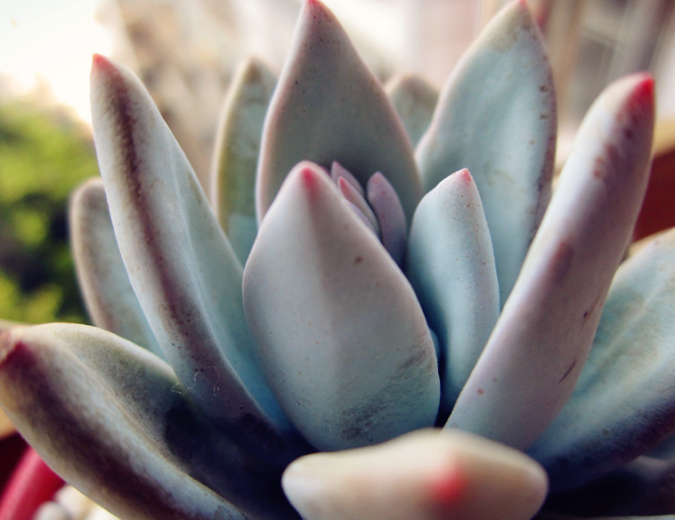 霜之朝怎么養？霜之朝多肉？【圖】