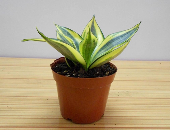 短葉虎尾蘭怎么養？短葉虎尾蘭開花嗎？【圖】