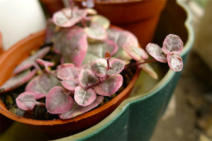 愛之蔓的養殖方法？愛之蔓怎么才能爆盆栽？【圖】