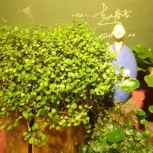 愛之蔓的養殖方法？愛之蔓怎么才能爆盆栽？【圖】