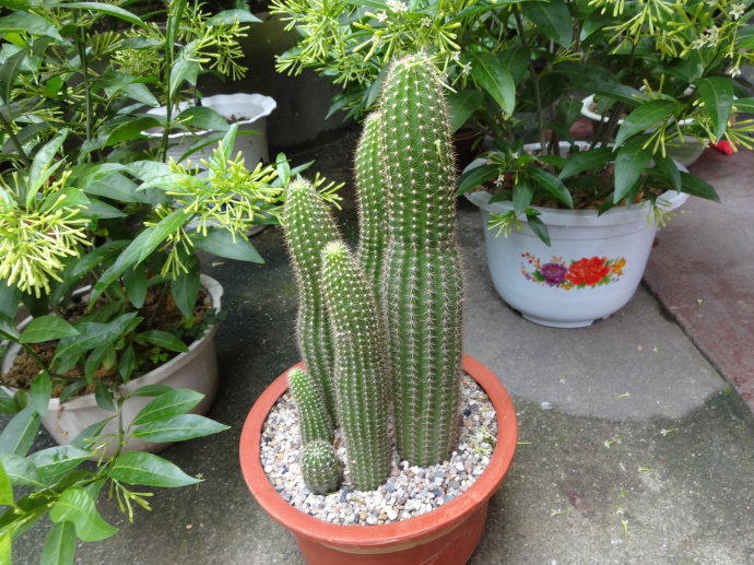 仙人柱的養殖方法？仙人柱能開花嗎？【圖】