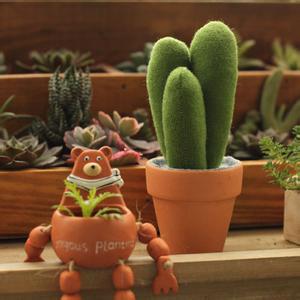 仙人柱的養殖方法？仙人柱能開花嗎？【圖】