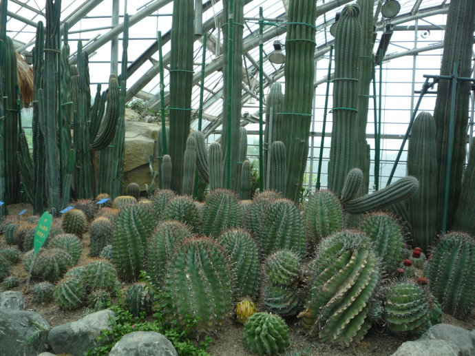 仙人柱的養殖方法？仙人柱能開花嗎？【圖】