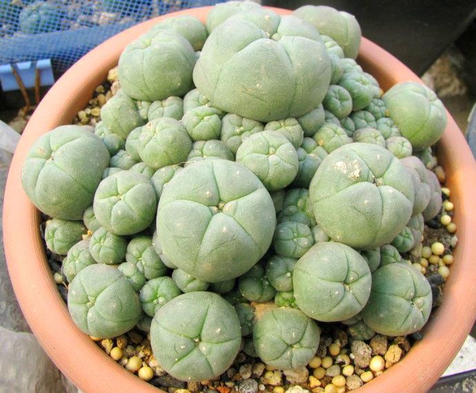  烏羽玉怎么養？仙人柱能開花嗎？【圖】