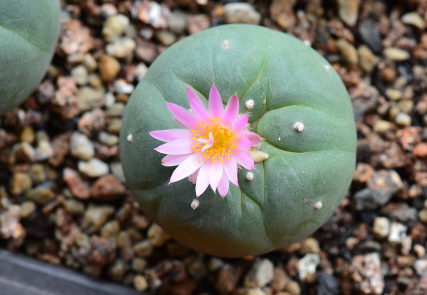  烏羽玉怎么養？仙人柱能開花嗎？【圖】