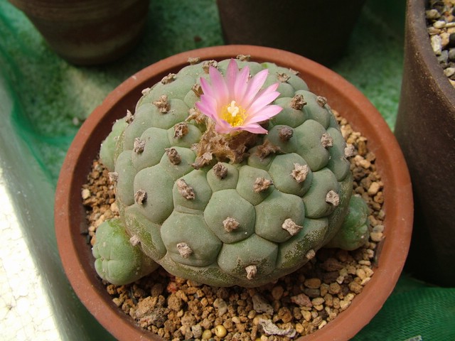  烏羽玉怎么養？仙人柱能開花嗎？【圖】