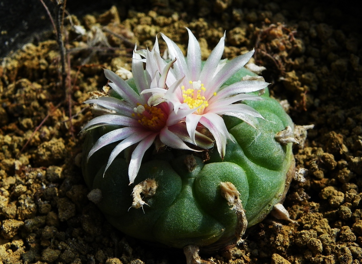  烏羽玉怎么養？仙人柱能開花嗎？【圖】