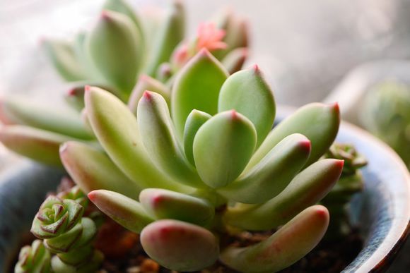 青星美人怎么養？青星美人怎么分株？【圖】