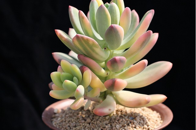 青星美人怎么養？青星美人怎么分株？【圖】