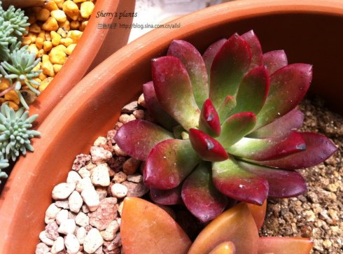 紅稚蓮多肉怎么養(yǎng)？紅稚蓮怎么養(yǎng)才能變紅？【圖】