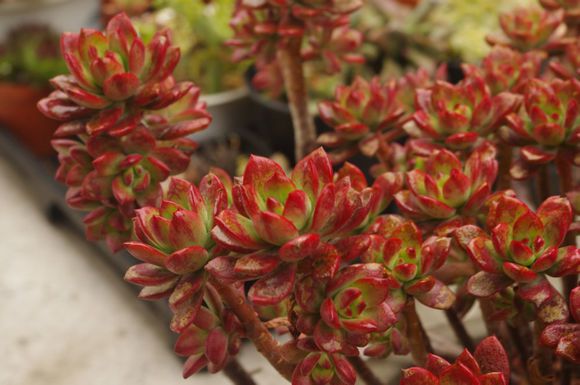 紅稚蓮多肉怎么養(yǎng)？紅稚蓮怎么養(yǎng)才能變紅？【圖】