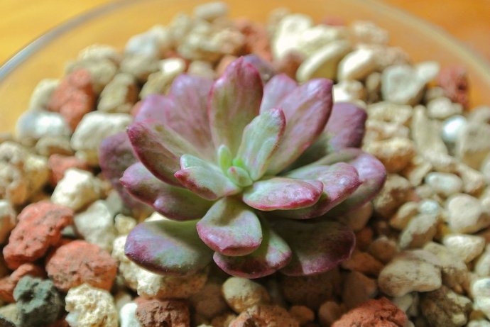 紅稚蓮多肉怎么養(yǎng)？紅稚蓮怎么養(yǎng)才能變紅？【圖】