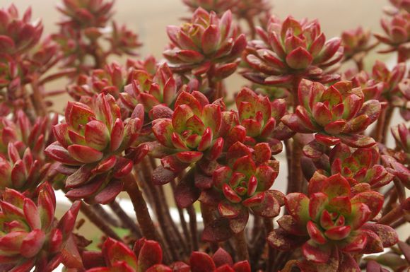 紅稚蓮多肉怎么養(yǎng)？紅稚蓮怎么養(yǎng)才能變紅？【圖】