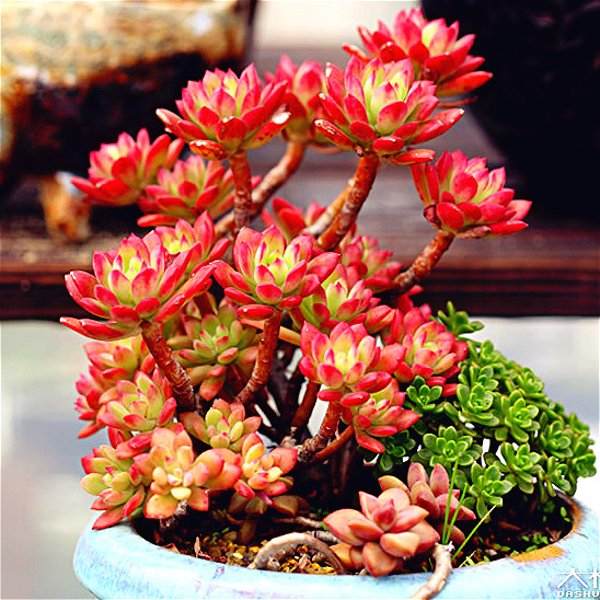 紅稚蓮多肉怎么養(yǎng)？紅稚蓮怎么養(yǎng)才能變紅？【圖】