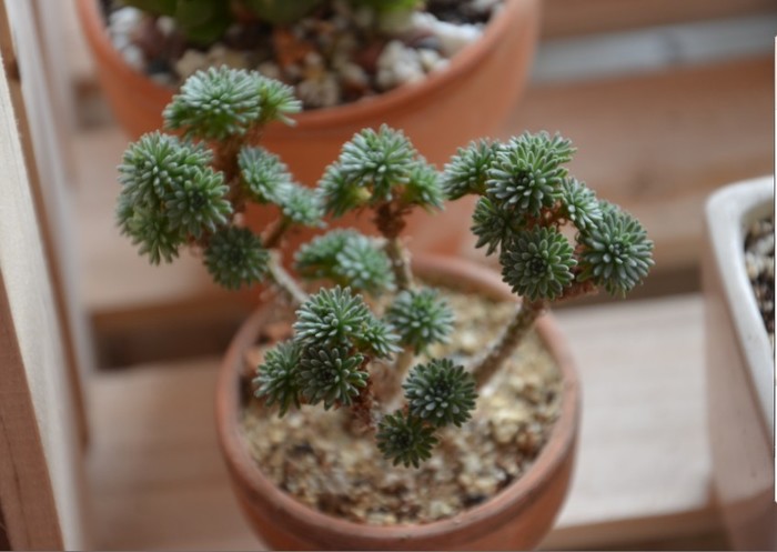 球松的養(yǎng)殖方法？球松多肉開完花會死?？【圖】