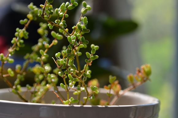 枝干番杏怎么養？枝干番杏跟碧光環區別？【圖】