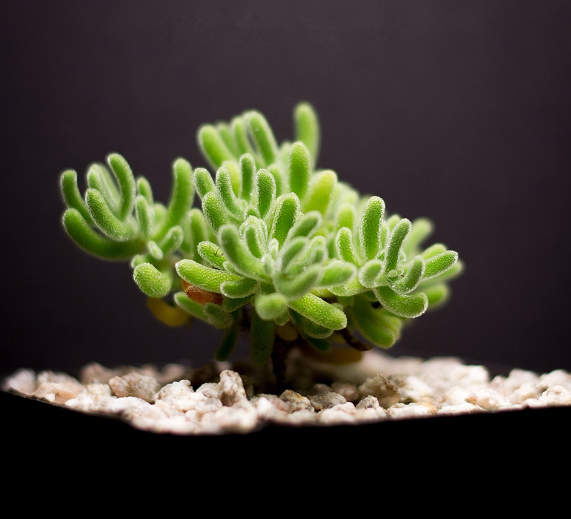 枝干番杏怎么養？枝干番杏跟碧光環區別？【圖】