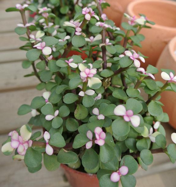 馬齒莧樹怎么只長高？馬齒莧樹怎么修剪？【圖】