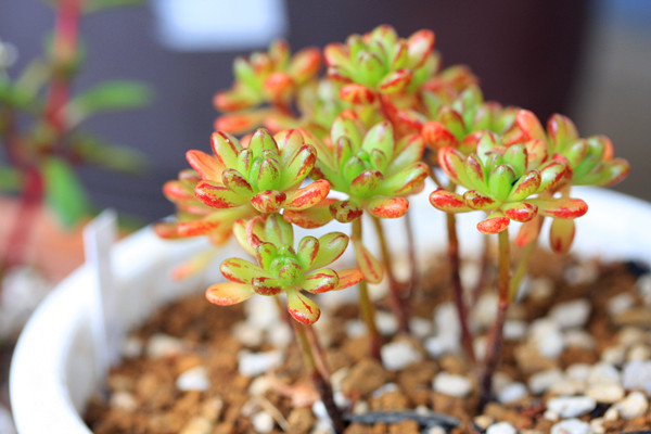 多肉植物小人祭怎么養(yǎng)？小人祭多肉怎么修剪？【圖】