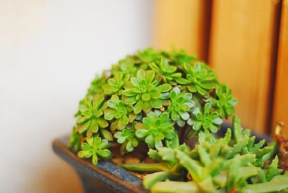 多肉植物小人祭怎么養(yǎng)？小人祭多肉怎么修剪？【圖】