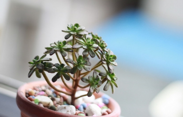 多肉植物小人祭怎么養(yǎng)？小人祭多肉怎么修剪？【圖】