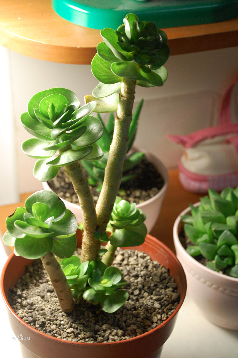 金錢木的養殖方法和注意事項？金錢木葉子發黃怎么辦？【圖】