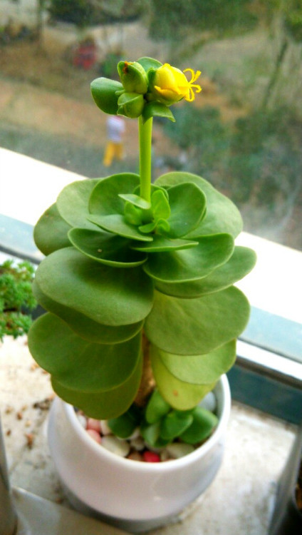 金錢木的養殖方法和注意事項？金錢木葉子發黃怎么辦？【圖】