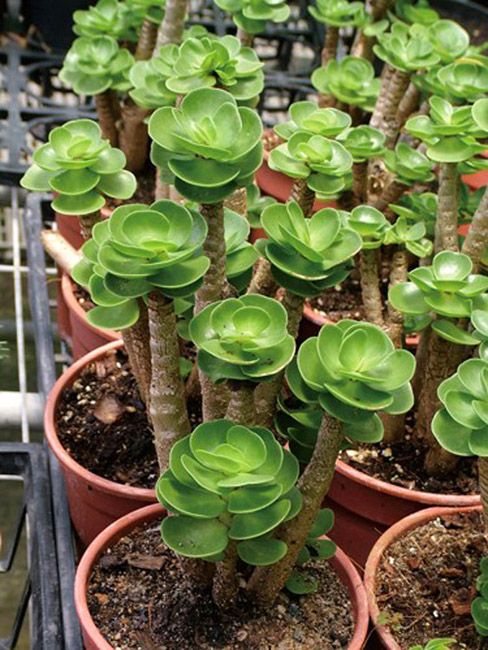 金錢木的養殖方法和注意事項？金錢木葉子發黃怎么辦？【圖】