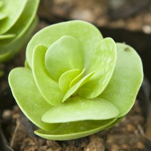 金錢木的養殖方法和注意事項？金錢木葉子發黃怎么辦？【圖】