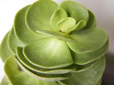 金錢木的養殖方法和注意事項？金錢木葉子發黃怎么辦？【圖】