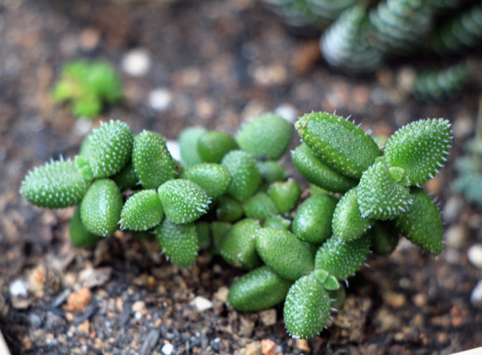 雷童養殖方法？雷童怎么養？【圖】