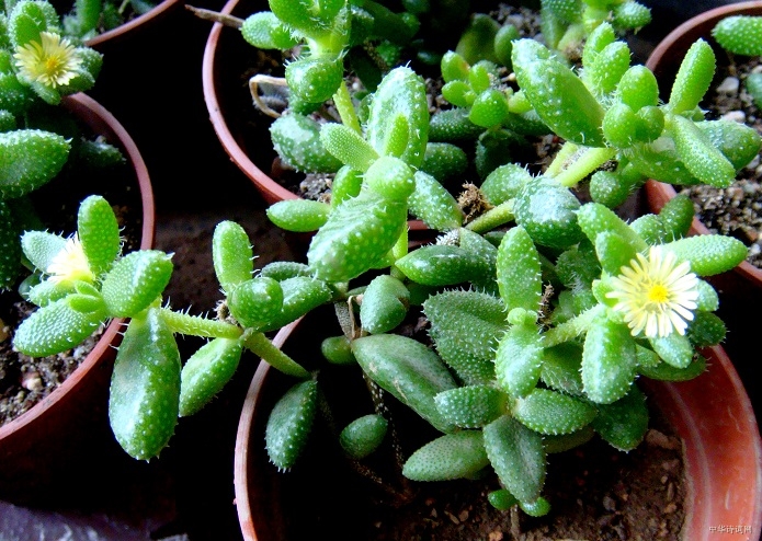 雷童養殖方法？雷童怎么養？【圖】