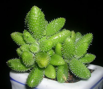 雷童養殖方法？雷童怎么養？【圖】