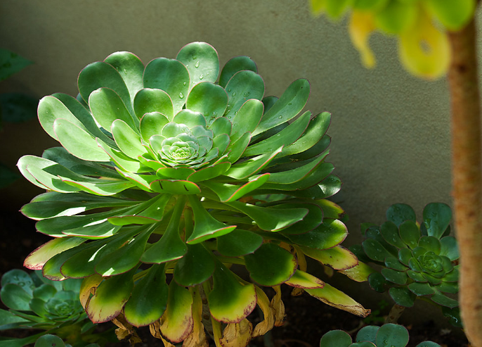 蓮花掌養殖方法？蓮花掌屬都有哪些品種？【圖】