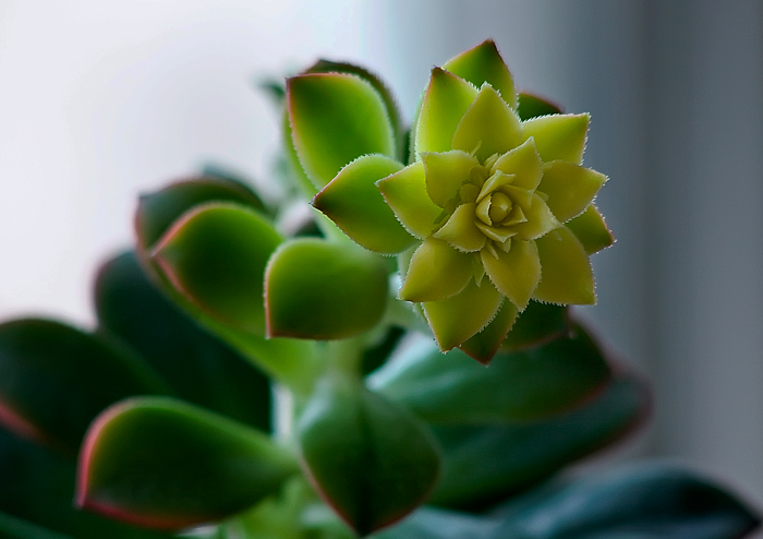 蓮花掌養殖方法？蓮花掌屬都有哪些品種？【圖】
