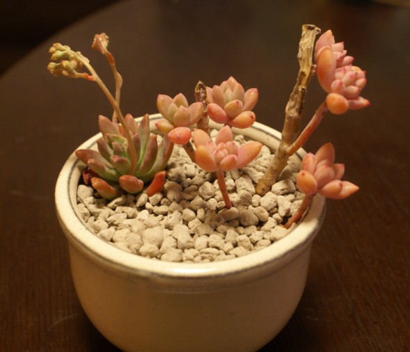 秋麗怎么養？黃麗和秋麗怎么區分？【圖】