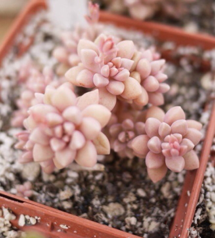 秋麗怎么養？黃麗和秋麗怎么區分？【圖】