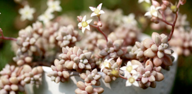 秋麗怎么養？黃麗和秋麗怎么區分？【圖】