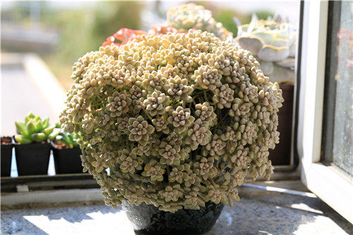 秋麗怎么養？黃麗和秋麗怎么區分？【圖】