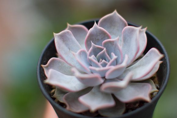 麗娜蓮怎么養(yǎng)？麗娜蓮的根長(zhǎng)什么樣子？【圖】