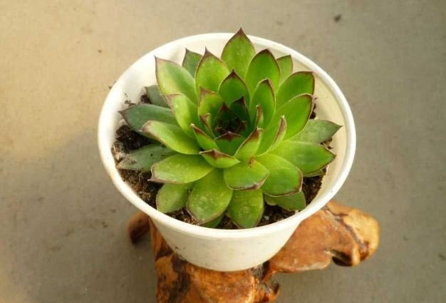 多肉觀音蓮的養殖方法？多肉觀音蓮爆盆？【圖】