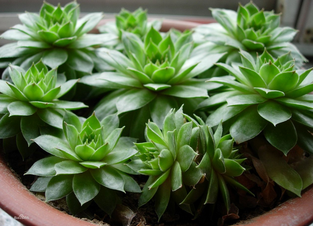 多肉觀音蓮的養殖方法？多肉觀音蓮爆盆？【圖】