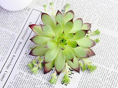 多肉觀音蓮的養殖方法？多肉觀音蓮爆盆？【圖】