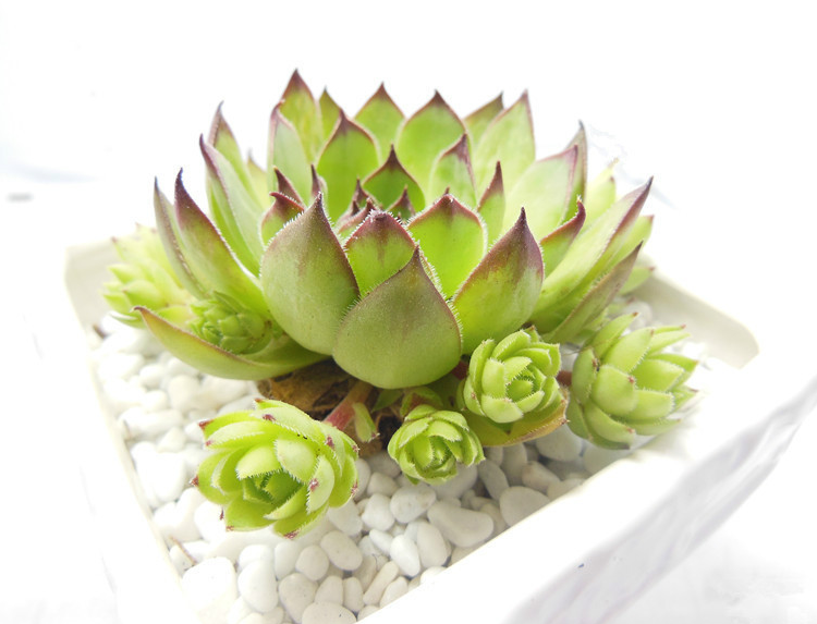 多肉觀音蓮的養殖方法？多肉觀音蓮爆盆？【圖】