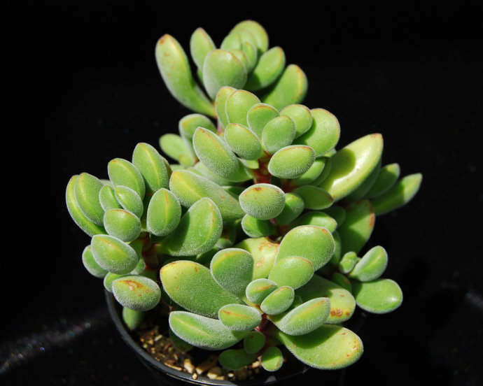 若歌詩(shī)的養(yǎng)殖方法？若歌詩(shī)冬天怎么樣？【圖】