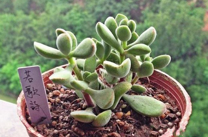 若歌詩(shī)的養(yǎng)殖方法？若歌詩(shī)冬天怎么樣？【圖】