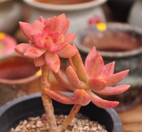 銘月的養(yǎng)殖方法？如何區(qū)分銘月和秋麗？【圖】